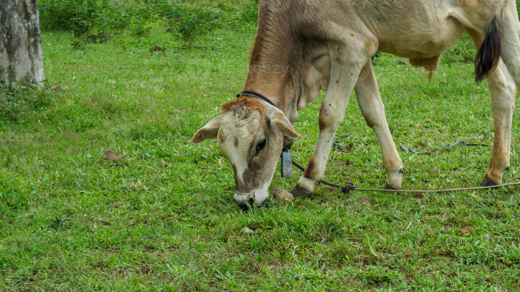 A Cow eating grass shot on the field. Cows grazing on a green meadow. A cow in a field eating grass on a summers day. photo