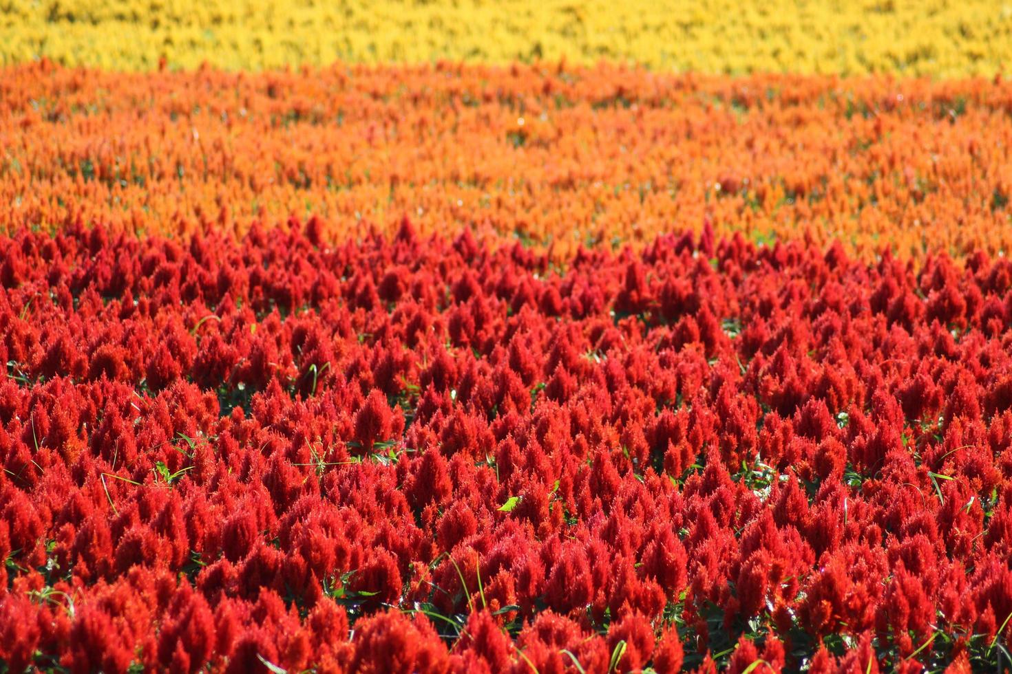 beautiful colorful flower fields photo