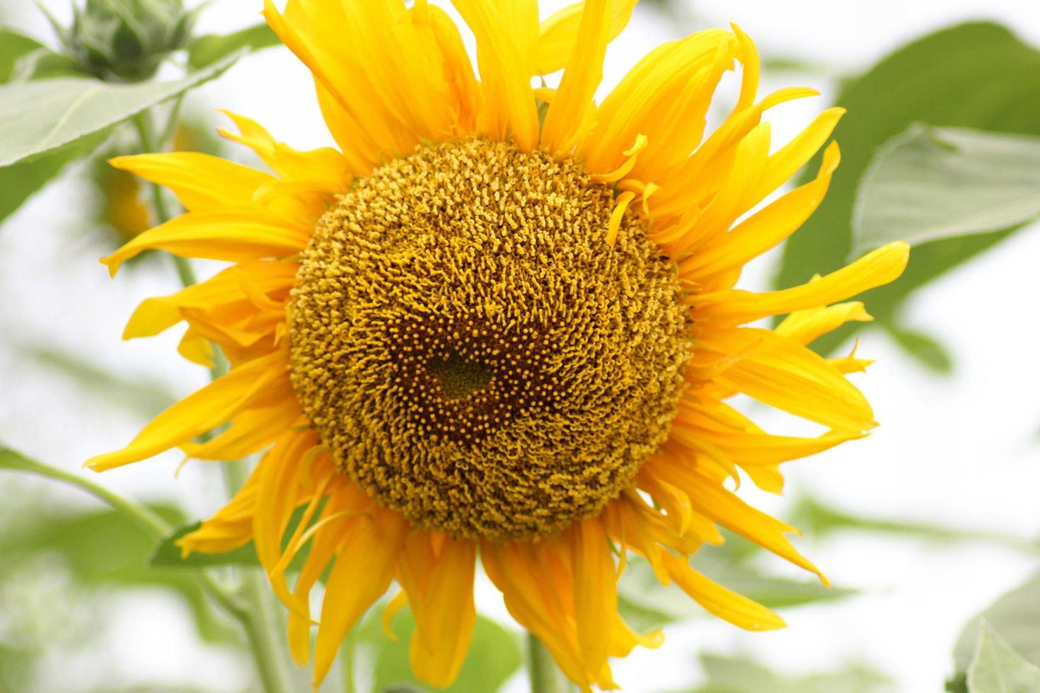 yellow sunflowers are blooming beautifully photo