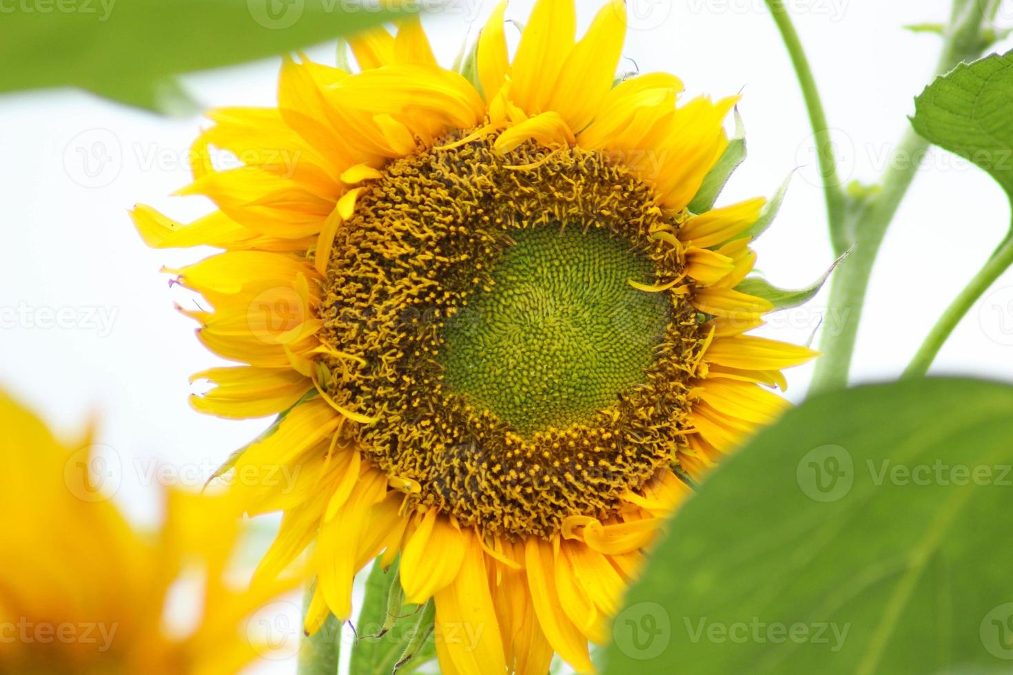 Golden yellow sunflowers blooming in the morning sun. photo