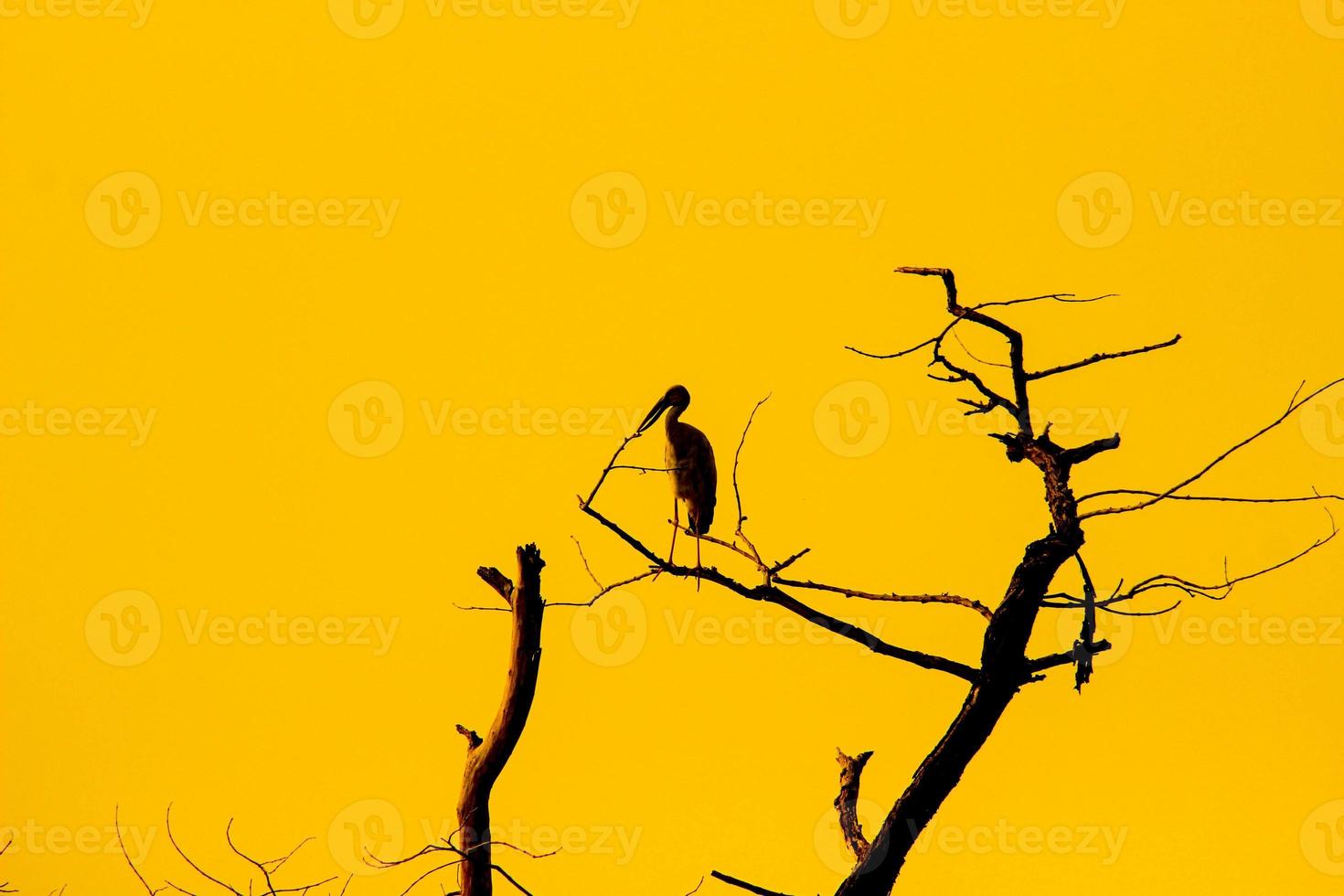 birds on a yellow background tree photo