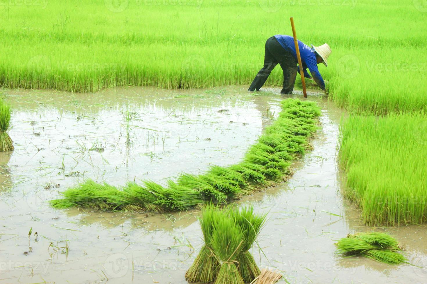 A farmer is planting in the middle of a green field. photo