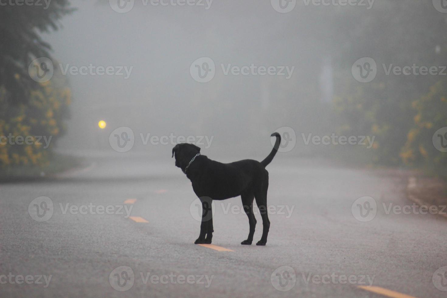 The black dog d stood waiting for its owner to come home. photo