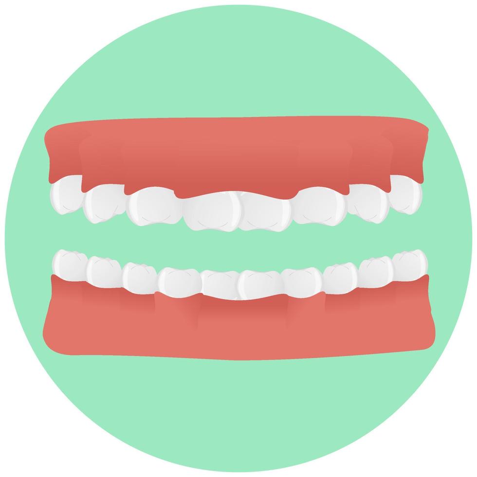 mandíbula. dientes colocados en un estilo realista. Ilustración de vector colorido aislado sobre fondo.