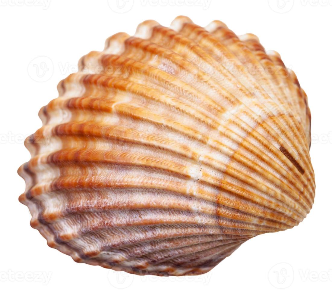 bivalvia mollusc shell isolated on white photo