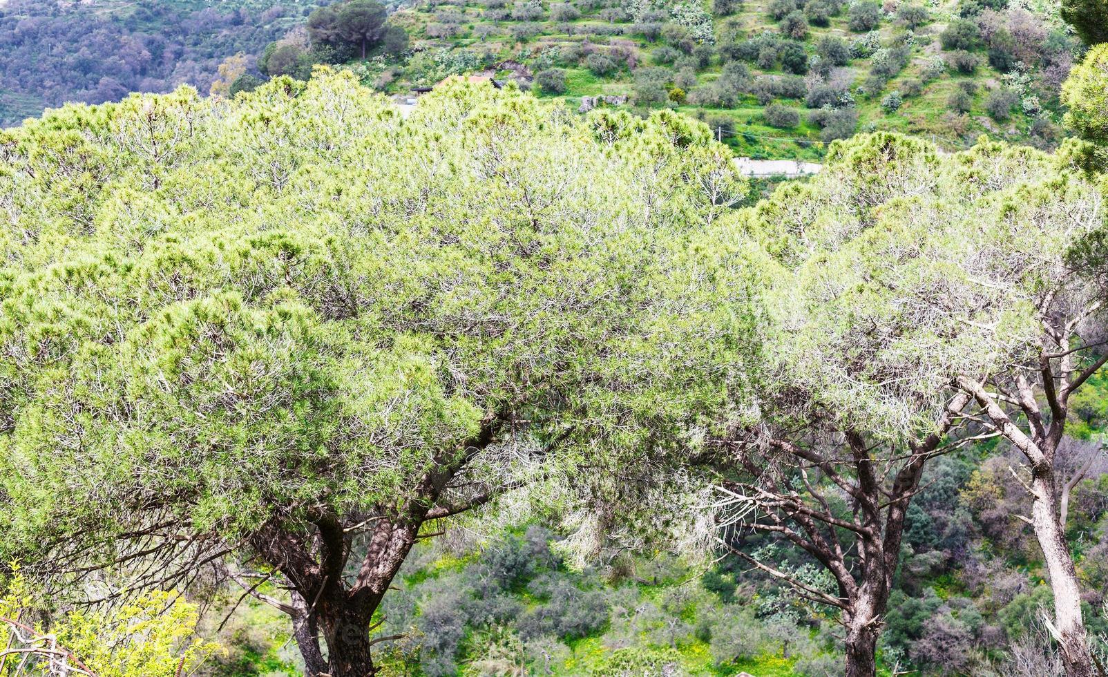italian stone pine trees in Sicily photo