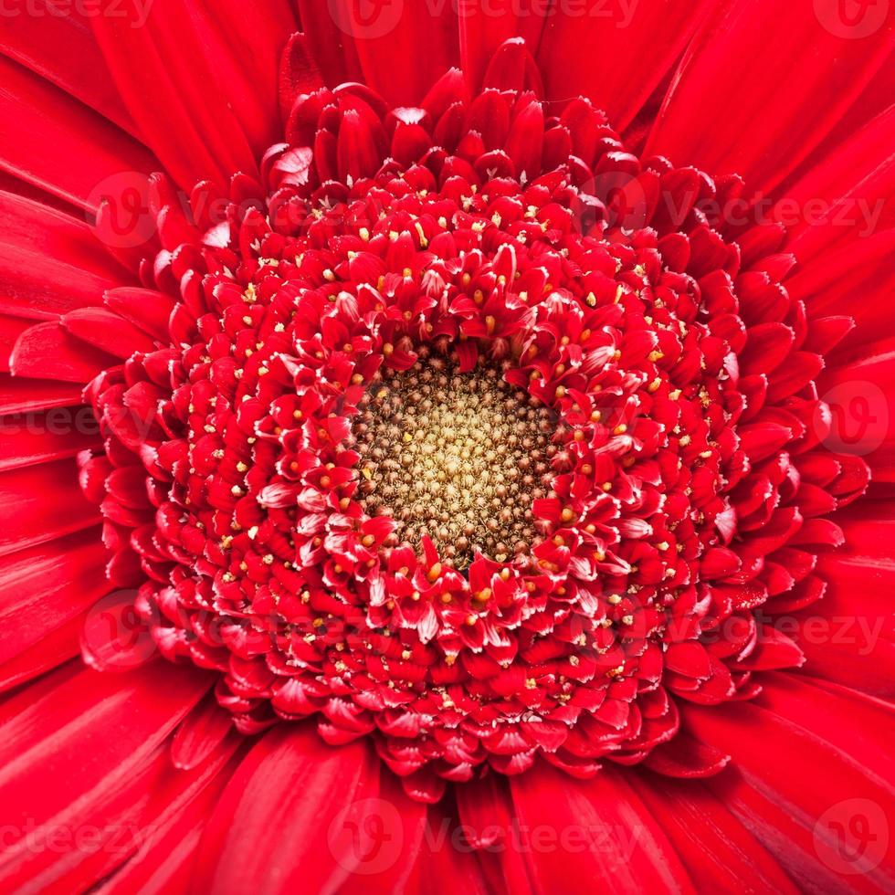 yellow center of red gerbera bloom close up photo