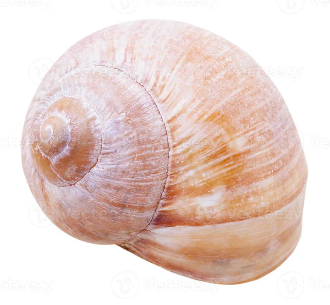 mollusk shell of gastropod snail isolated photo