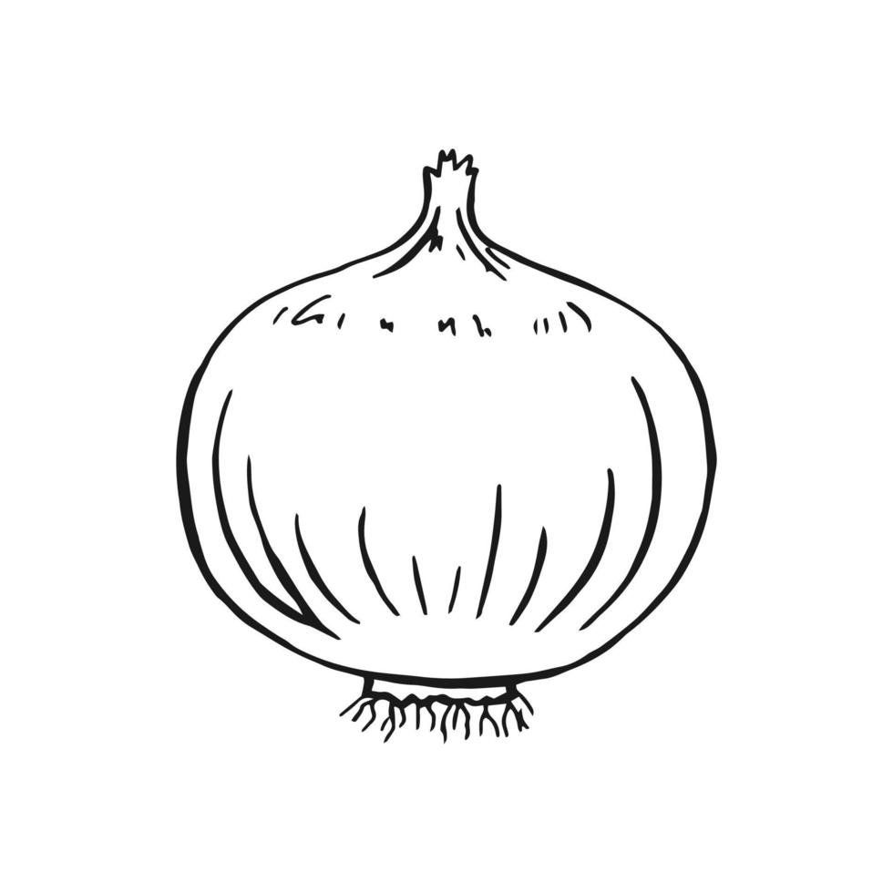 Onion outline. Hand drawn vector illustration. Farm market product, isolated vegetable.