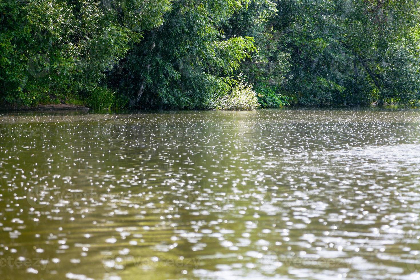 raindrops on surface of pond in summer photo