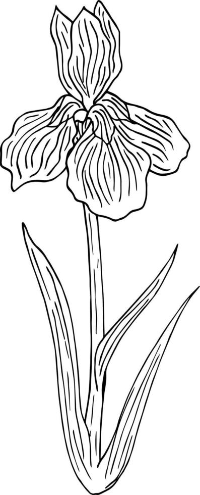 Black-and white iris flower on white background. Vector image.