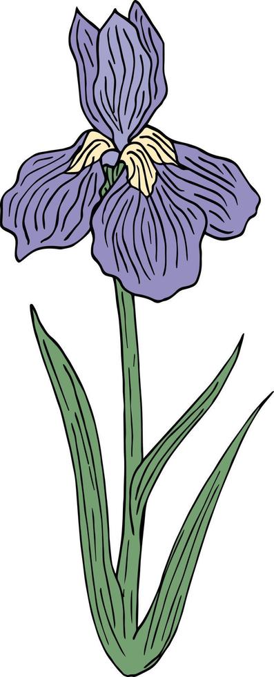 hermosa flor de iris sobre fondo blanco. imagen vectorial vector