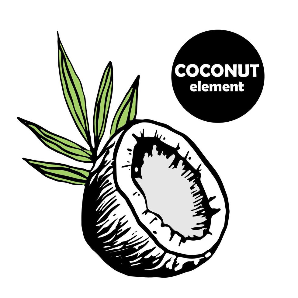 coconut half with palm leaf, black fruit, doodle, simple style, vector