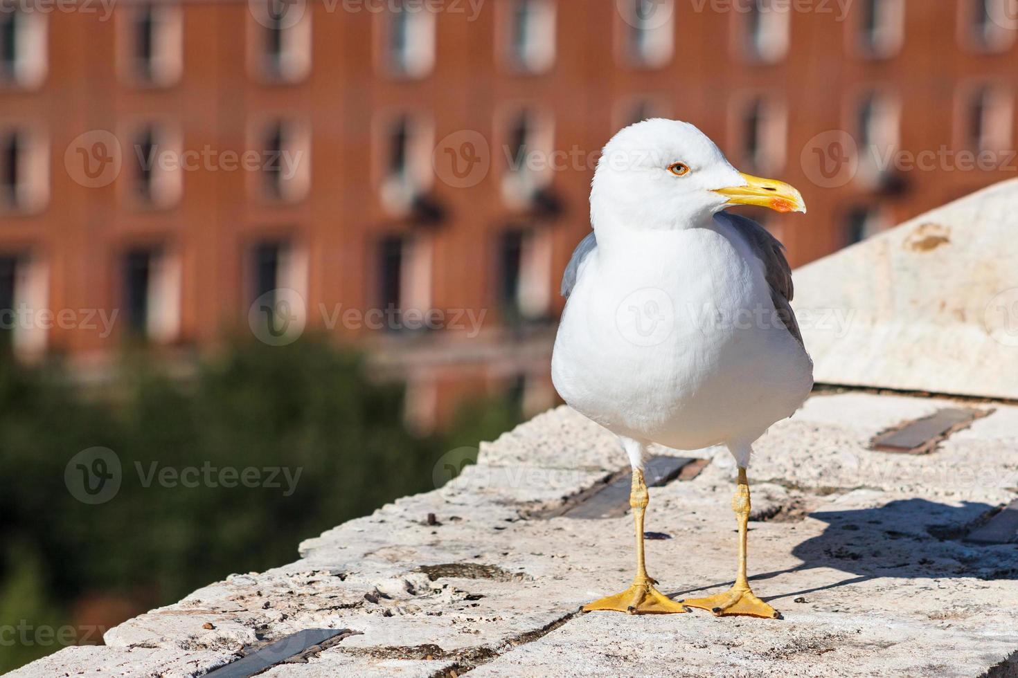 gaviota urbana en la pared del castillo de san ángel en roma foto