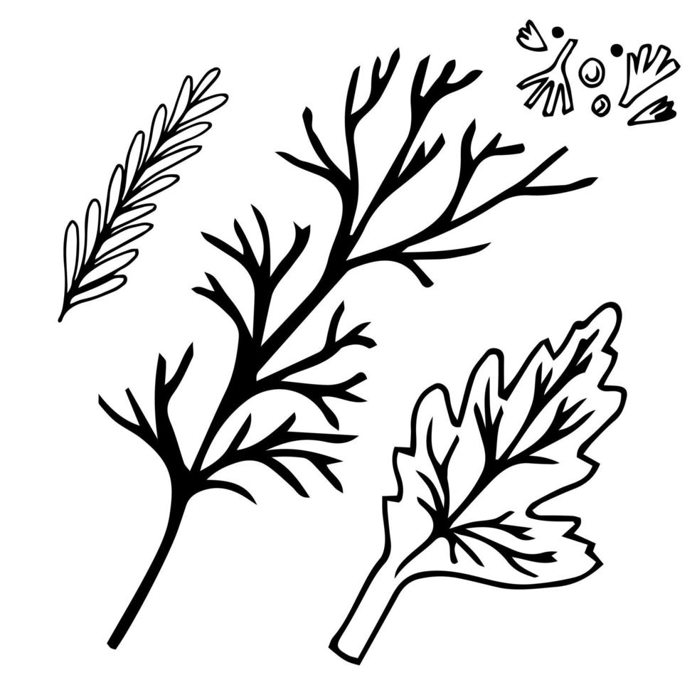Parsley leaves. Black line sketch collection of vegetables and herbs isolated on white background. Doodle hand drawn vegetable icons. Vector illustration