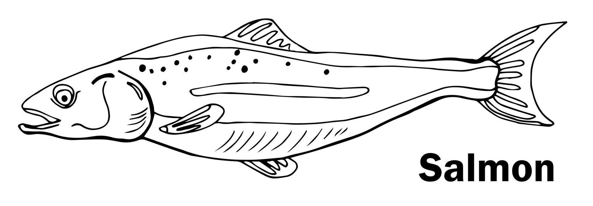 A hand drawn vector sketch doodle illustration of a Salmon fish.