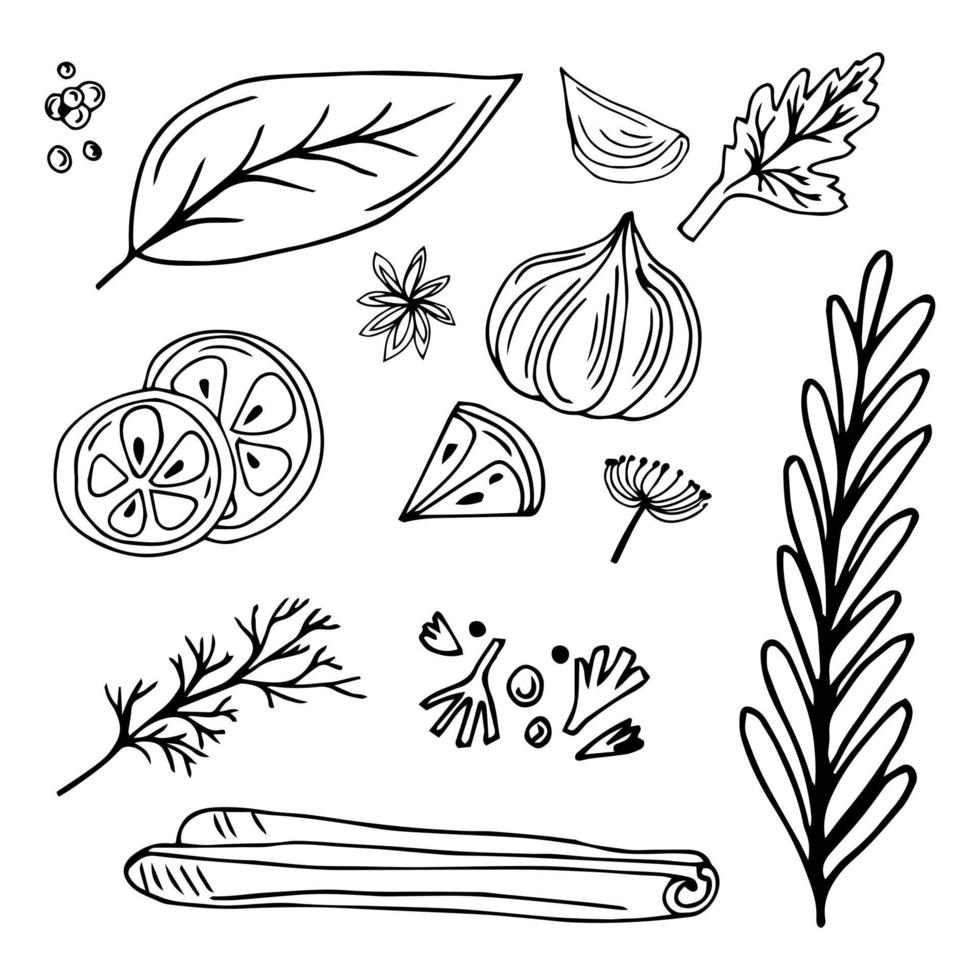 Vector sketch illustration of spices and herbs. Isolated on a white background.