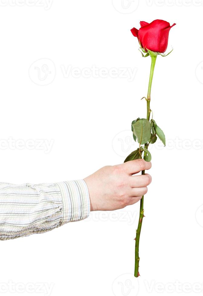 hand handing one flower - red rose isolated photo