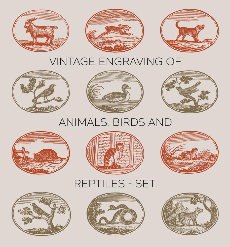 grabado antiguo de animales, pájaros y reptiles. vector