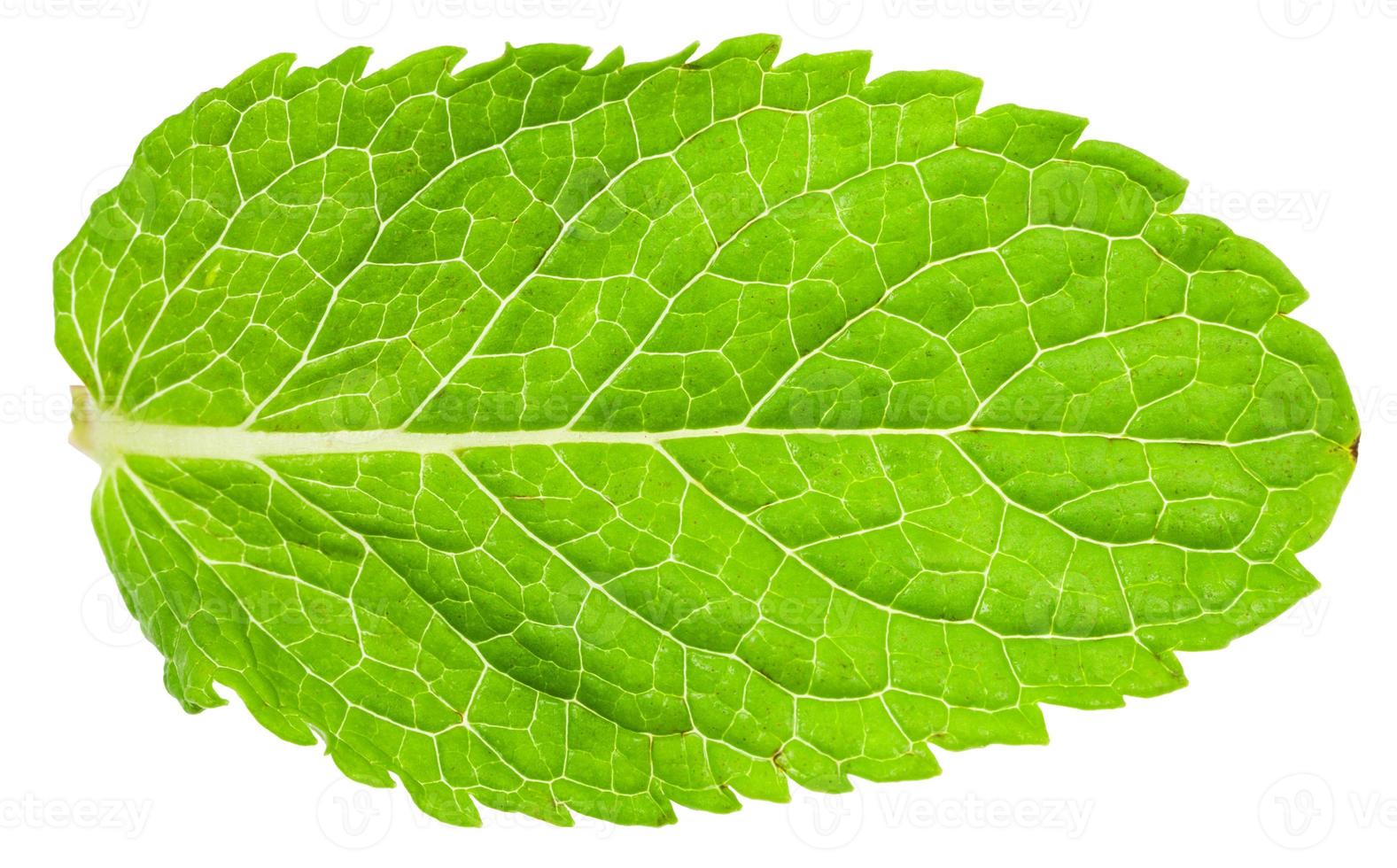 green leaf of mint Peppermint isolated on white photo