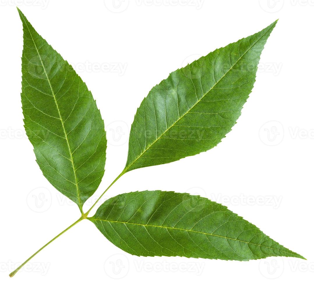 twig with green leaves of Fraxinus excelsior tree photo