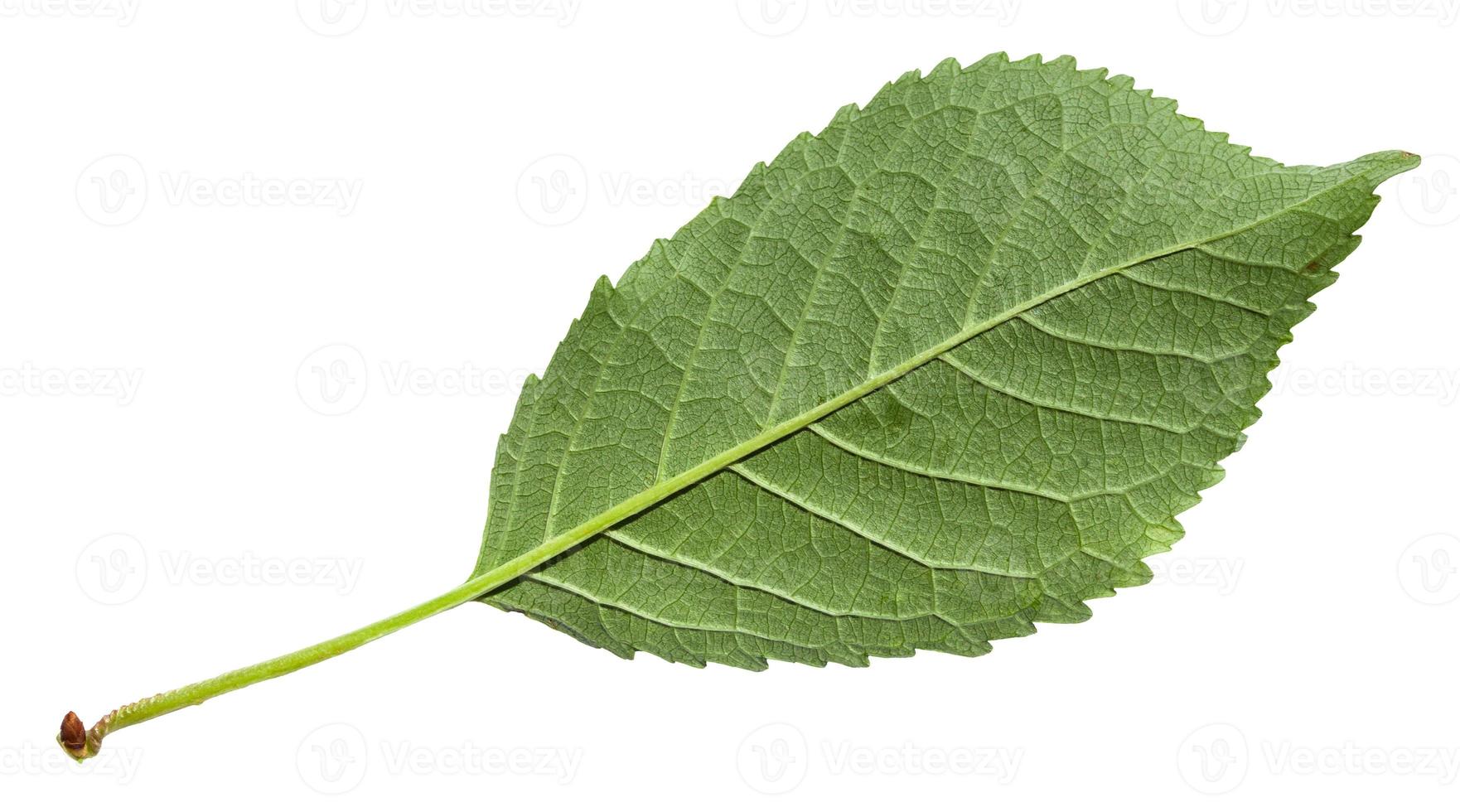 back side green leaf of Sweet cherry tree photo