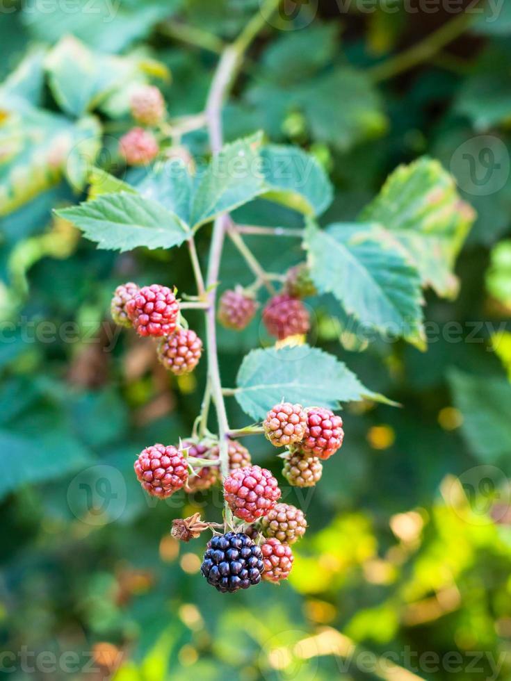 view of blackberries on twig in summer season photo