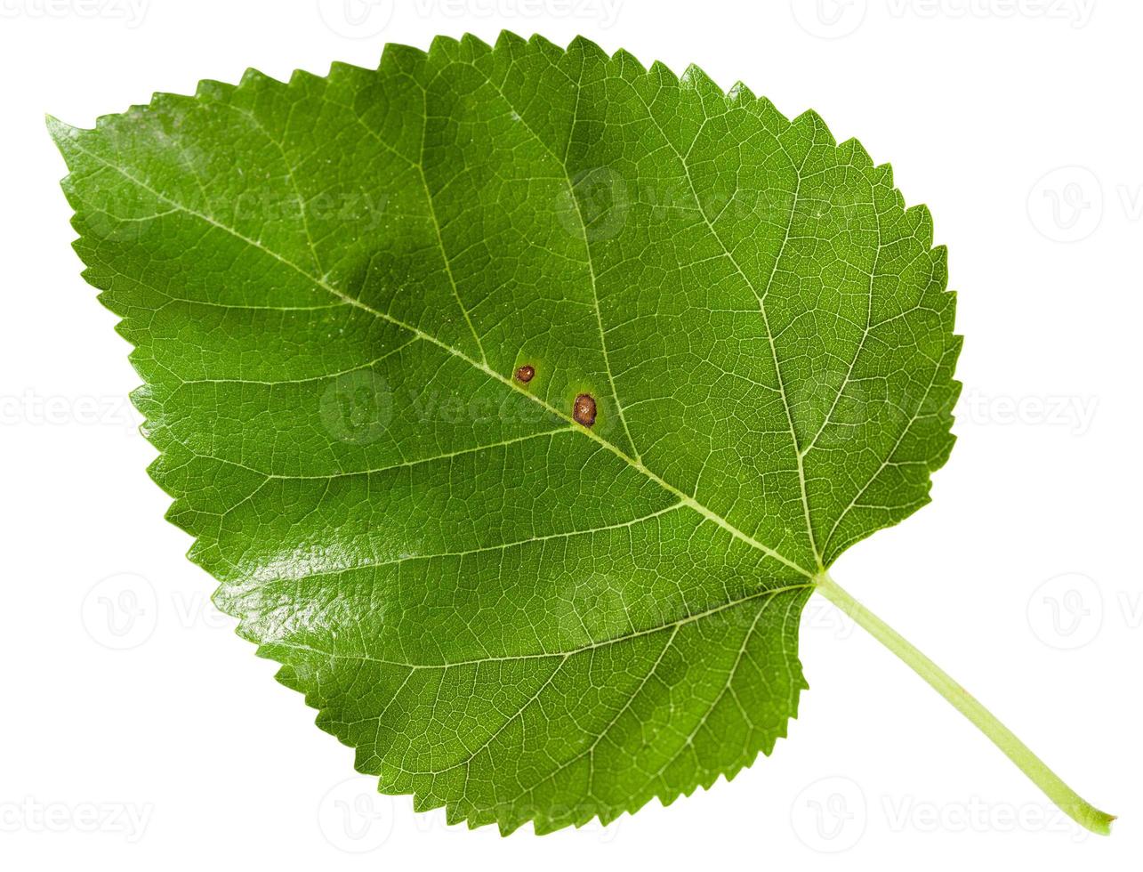 green leaf of Morus tree black mulberry isolated photo