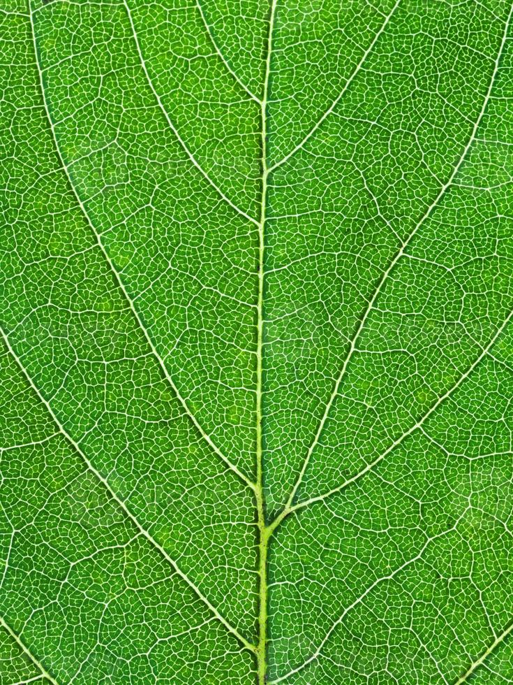 oak green leaf close up photo