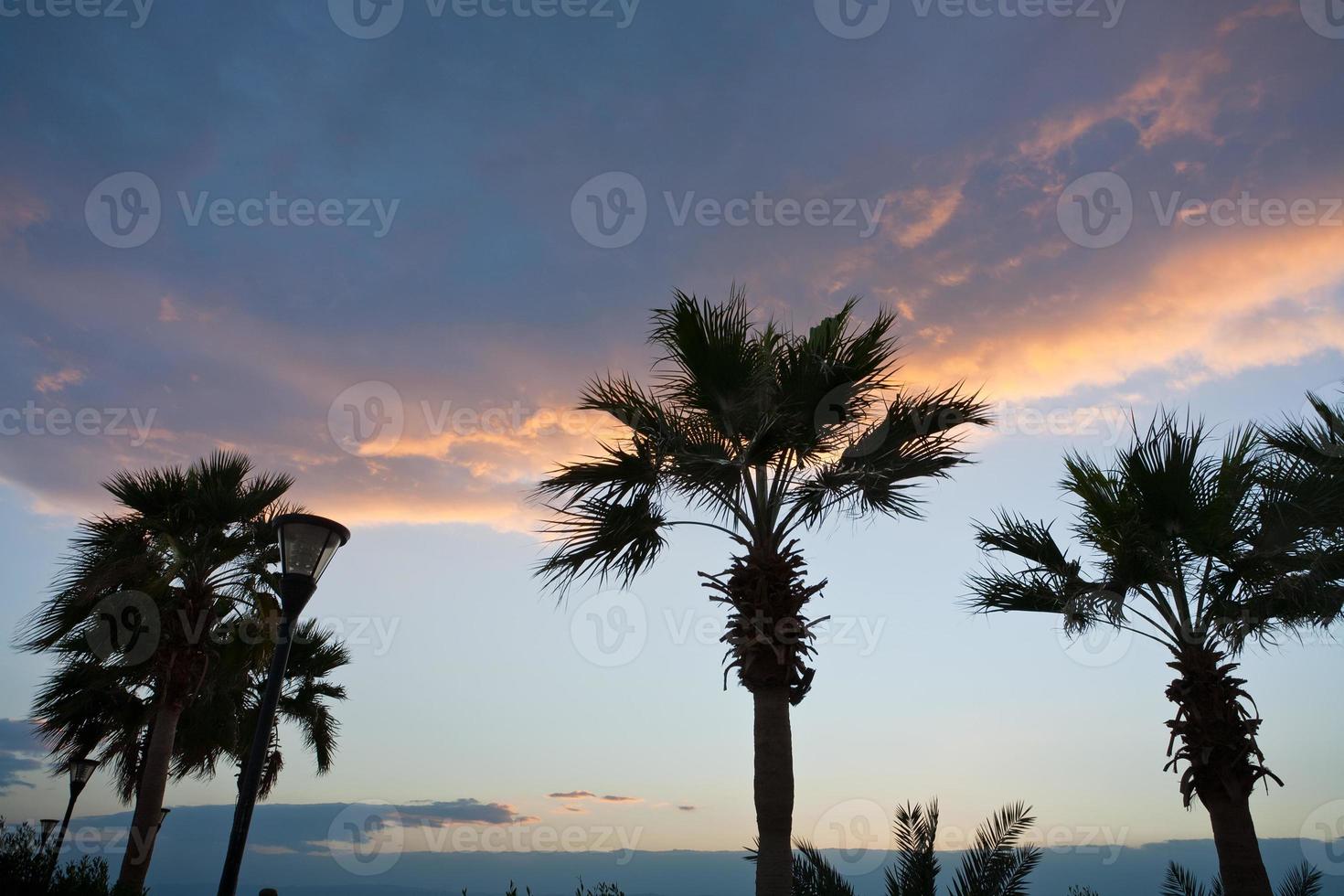 palm trees in sunset sky photo
