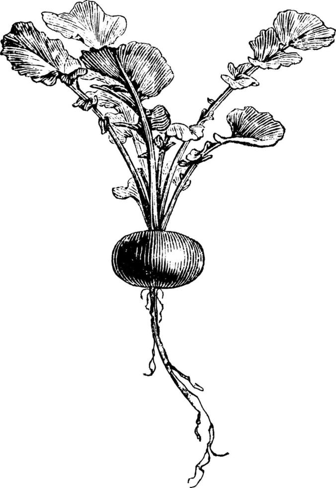 Early Rose Globe Radish vintage illustration. vector