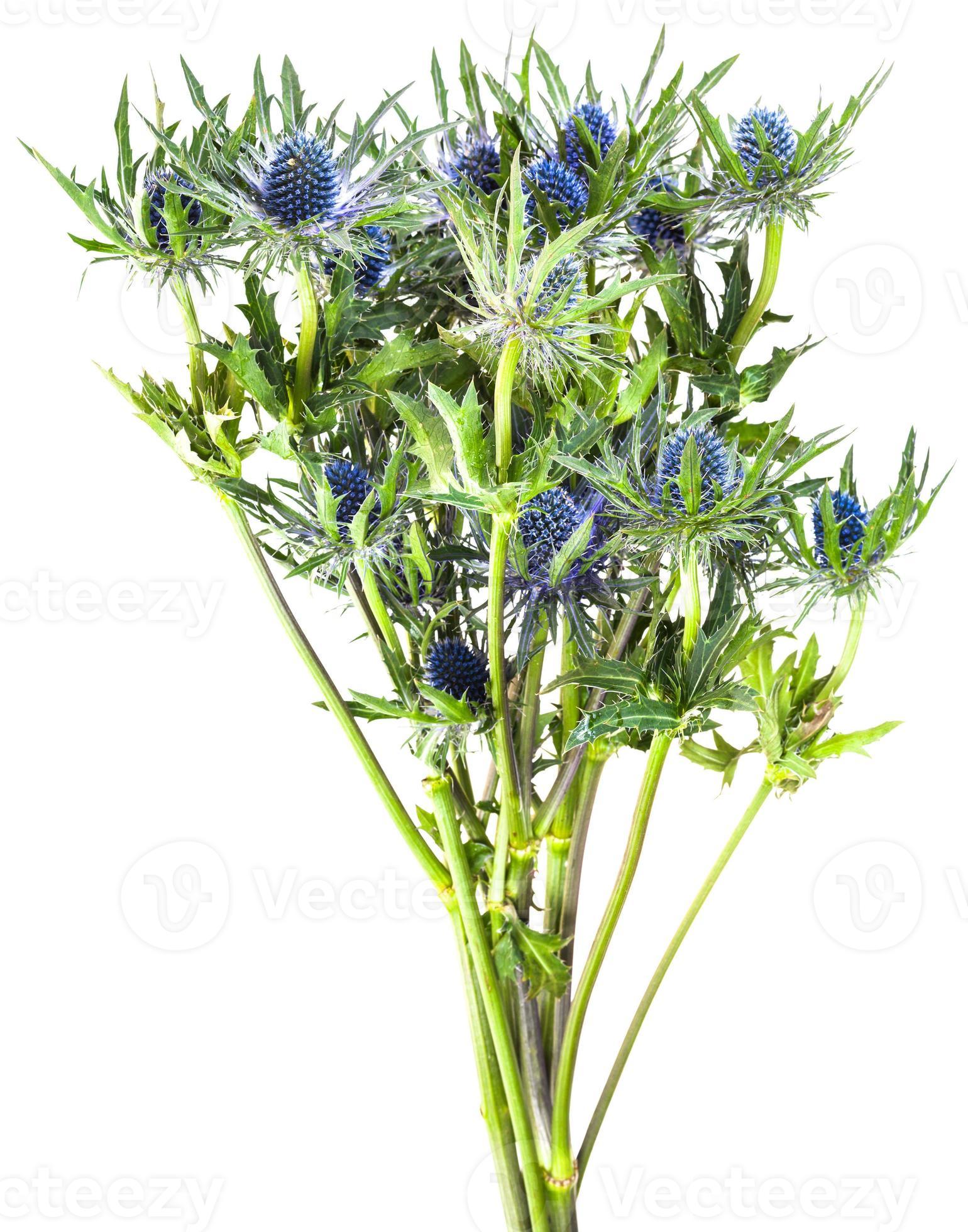 bouquet from blue Thistle blossoms eryngium 12259534 Stock Photo at Vecteezy