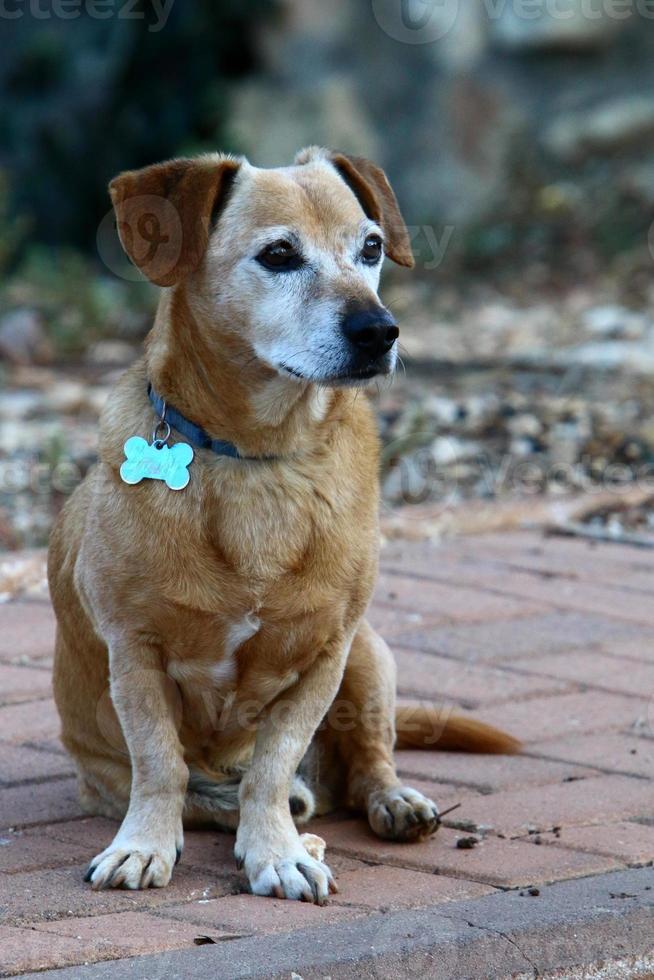 perro en un paseo por un parque de la ciudad en israel. foto