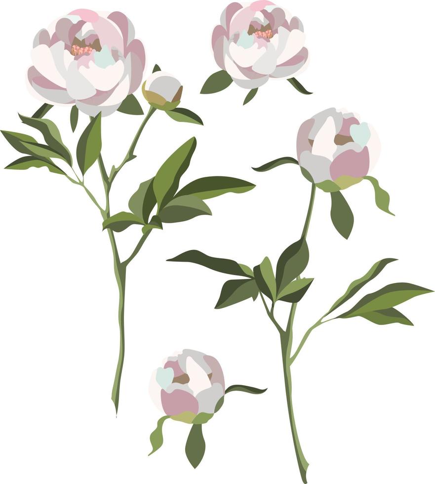 White peonies isolated on white background. Vector set with flowers, buds and leaves