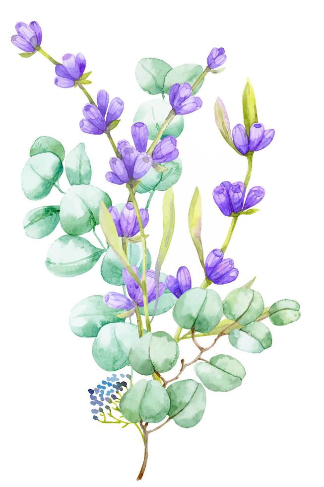 A bouquet of green eucalyptus leaves and lilac lavender. Watercolor illustration Hand drawn eucalyptus branch with lavender flowers vector