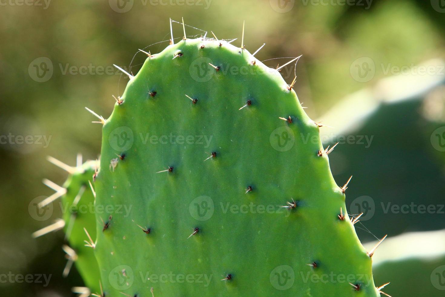A large and prickly cactus grows in a city park. photo