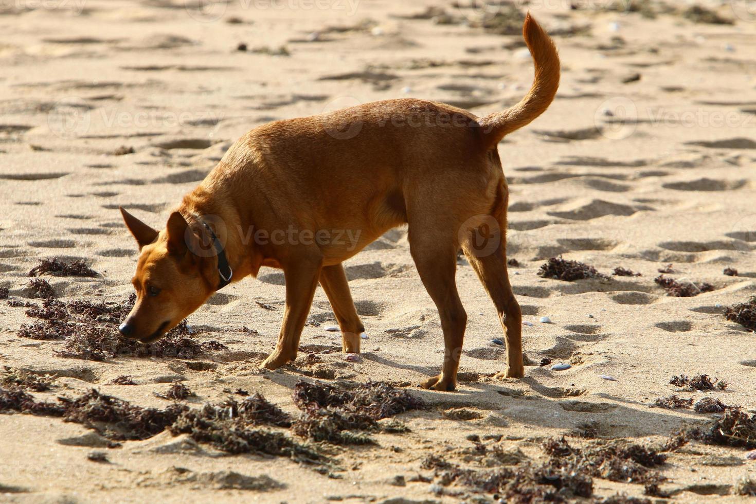 Dog on a walk in a city park in Israel. photo