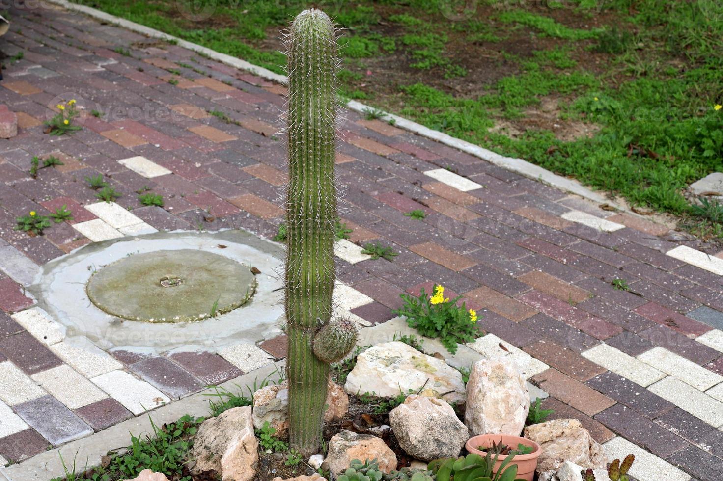 A large and prickly cactus grows in a city park. photo