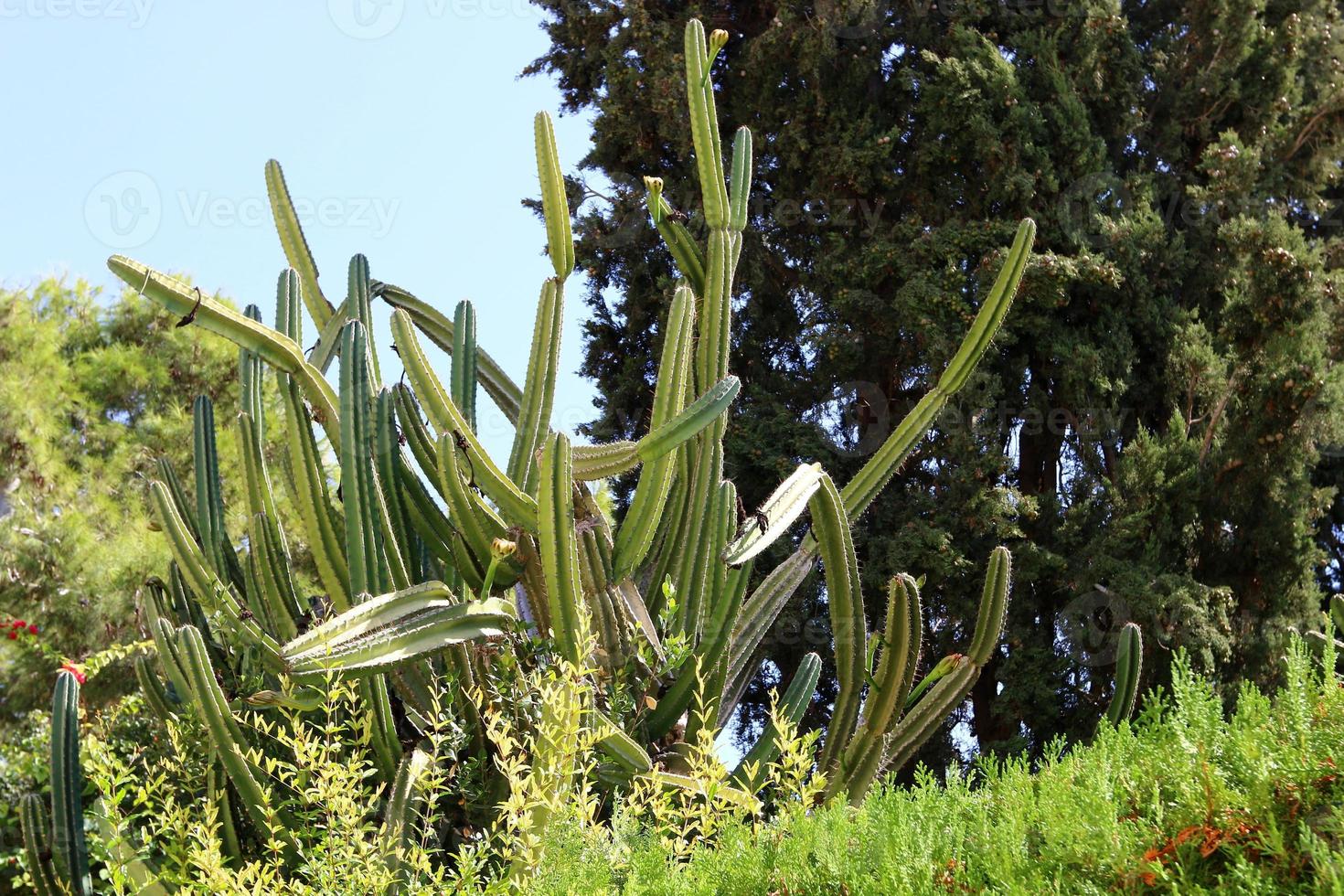 A large and prickly cactus grows in a city park. photo