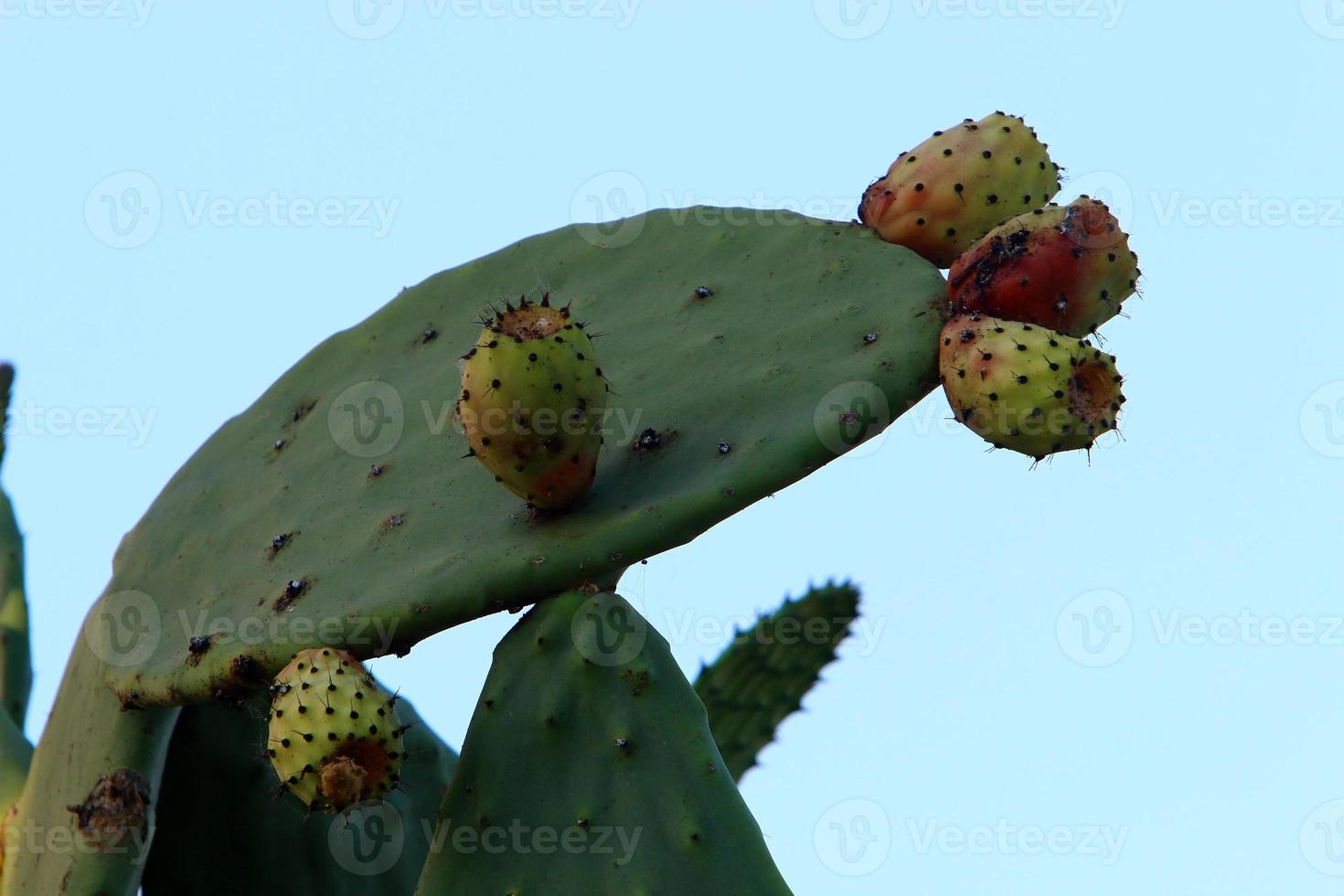 A large and prickly cactus grows in a city park. photo