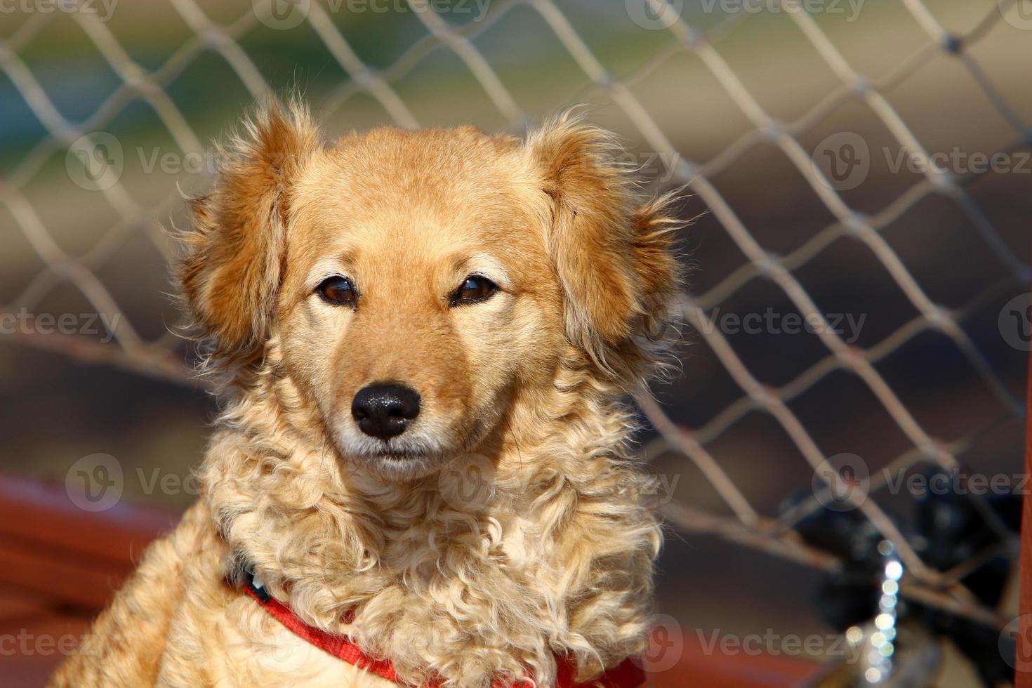 Dog on a walk in a city park in Israel. photo