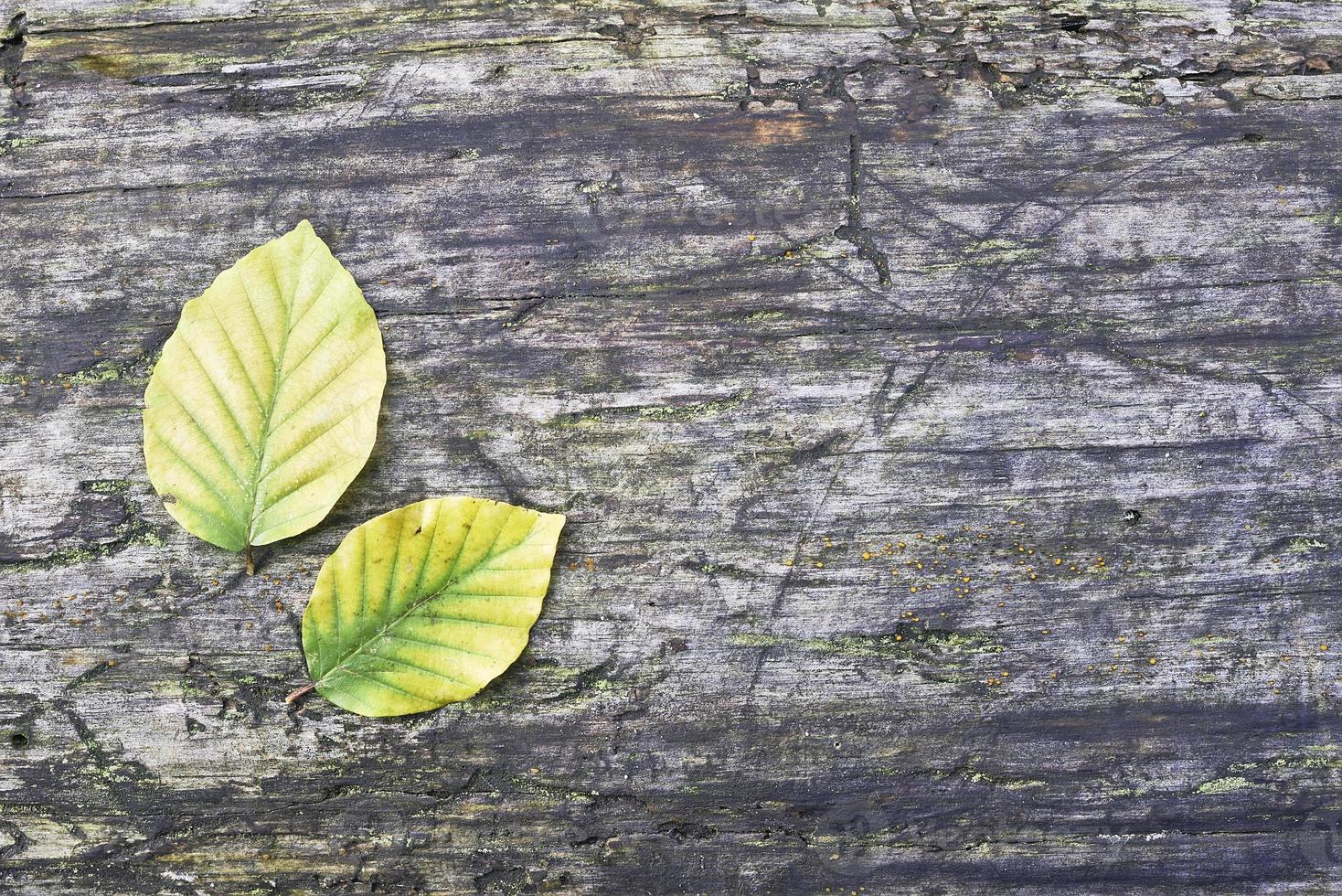 Beech leaves and wood photo