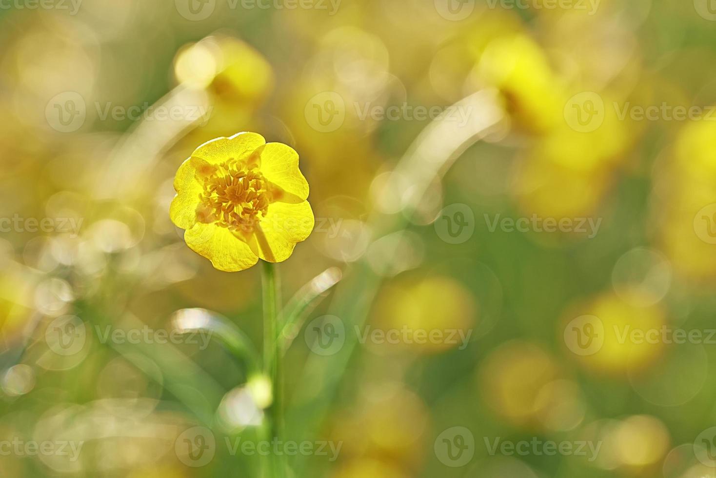 Yellow buttercup flower photo