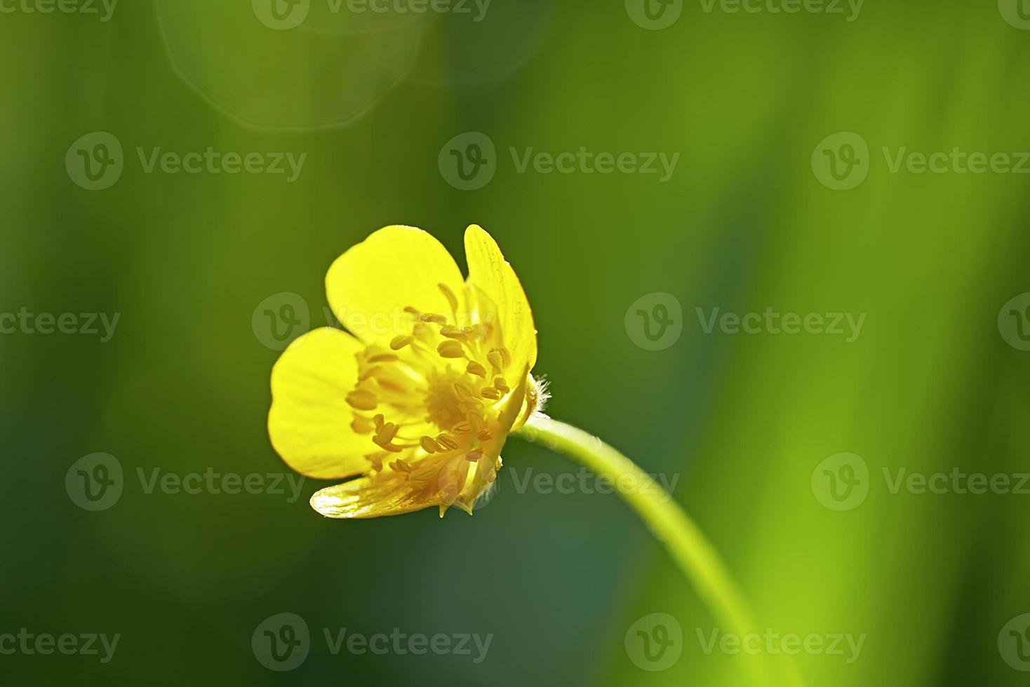 Small buttercup flower photo