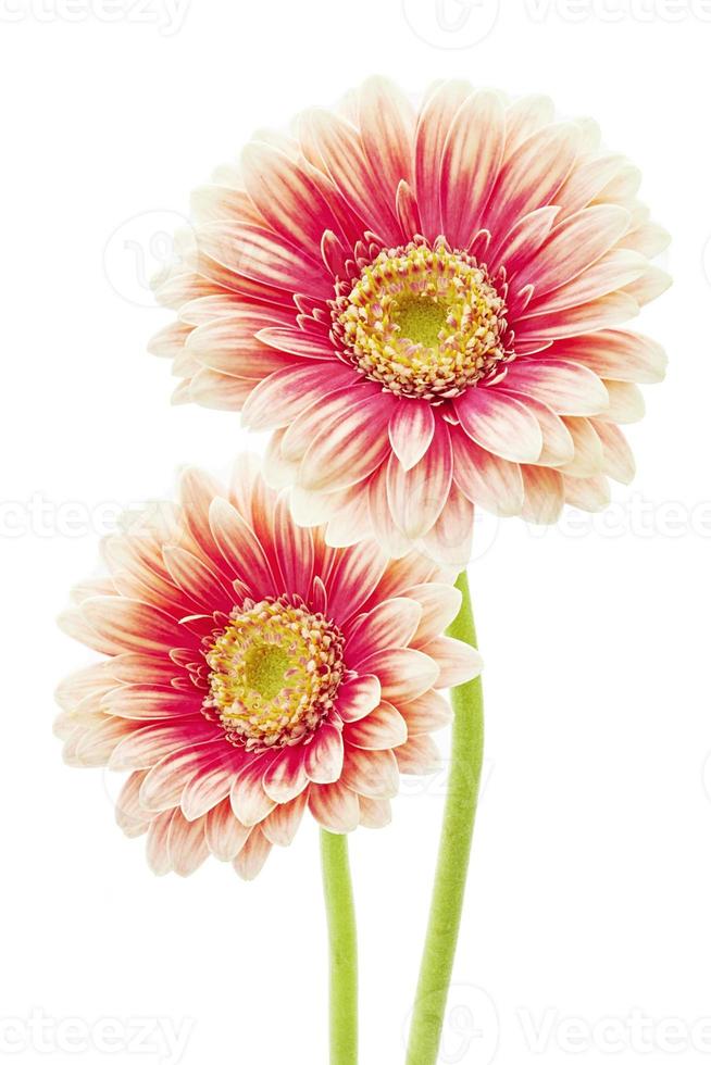 hermosas flores de gerbera foto