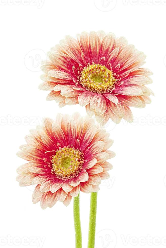 Beautiful gerbera flowers photo