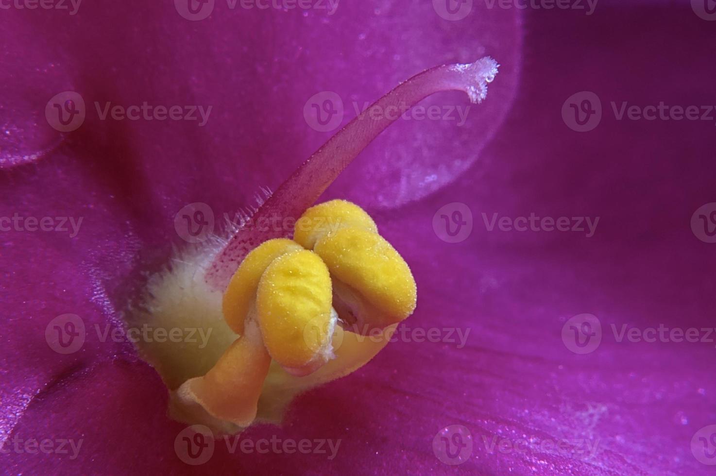 Center of orchid photo