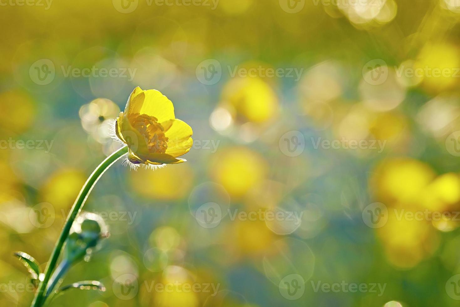 Yellow buttercup flower photo