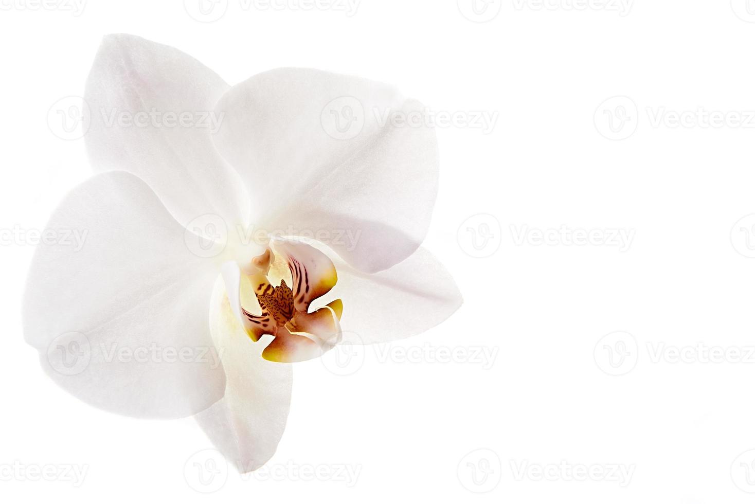 White orchid flower photo