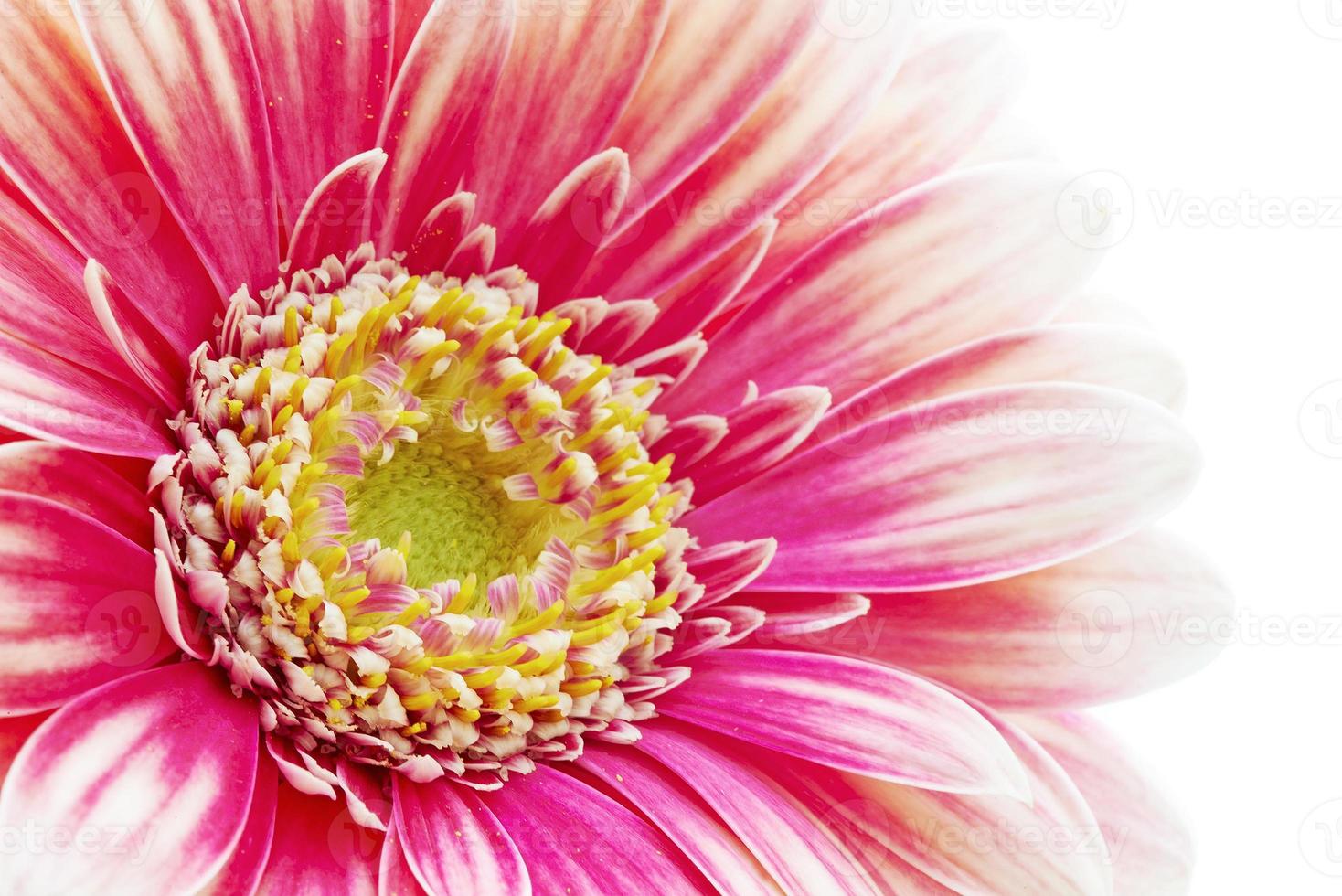 Beautiful gerbera fower photo